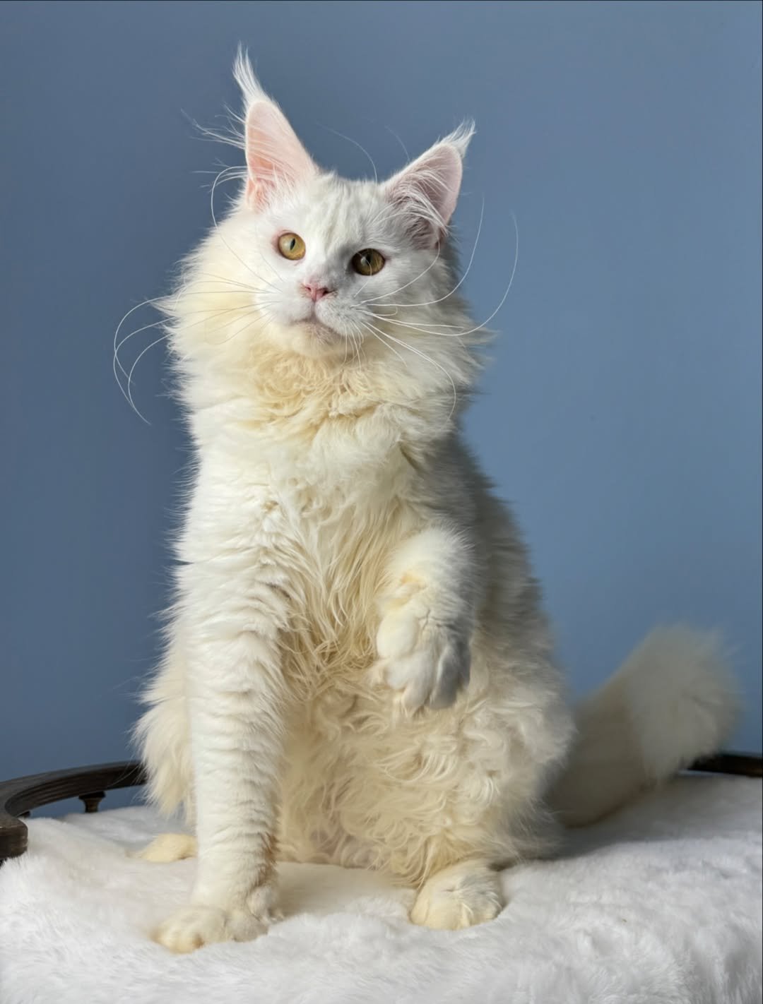 Maine Coon